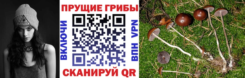 Галлюциногенные грибы MAGIC MUSHROOMS  Купить где  Сокол 
